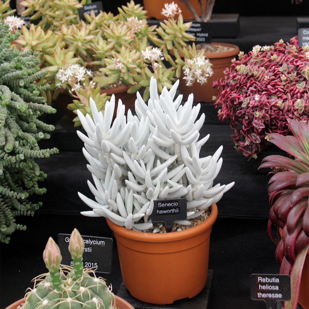 Senecio haworthii - Kreuzkraut