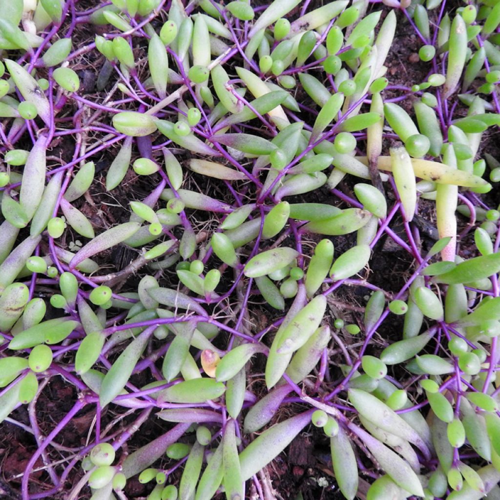 Erbsenpflanze - Senecio herreianus Purple Flush