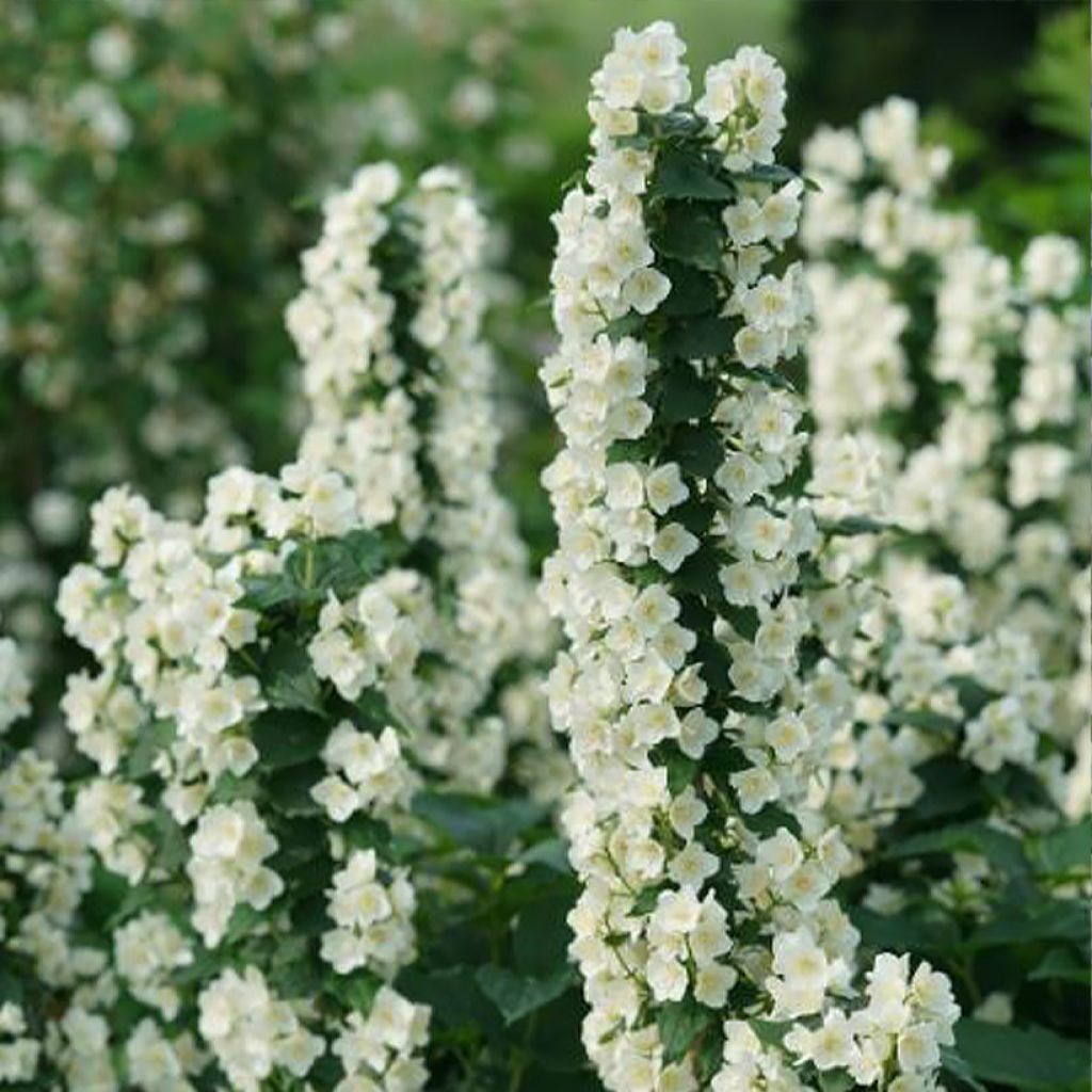 Europäischer Pfeifenstrauch Illuminati Tower - Philadelphus coronarius