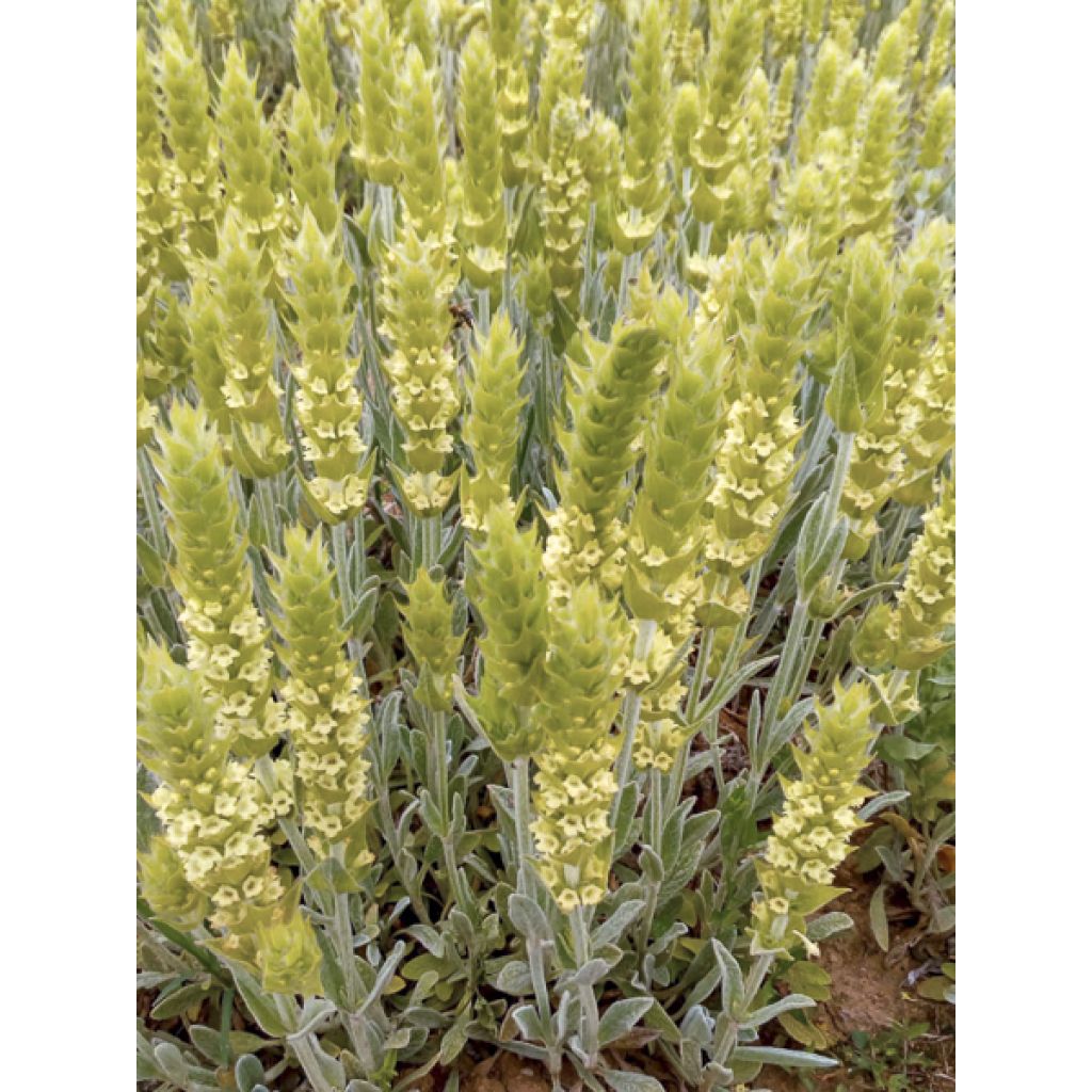 Sideritis scardica - Thé des bergers du Mont Olympe 