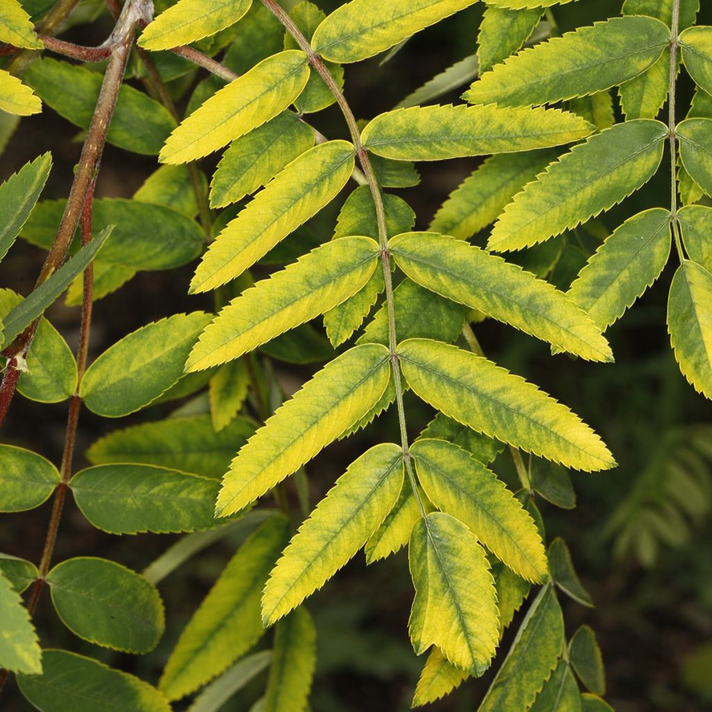 Vogelbeere Pendula Variegata - Sorbus aucuparia
