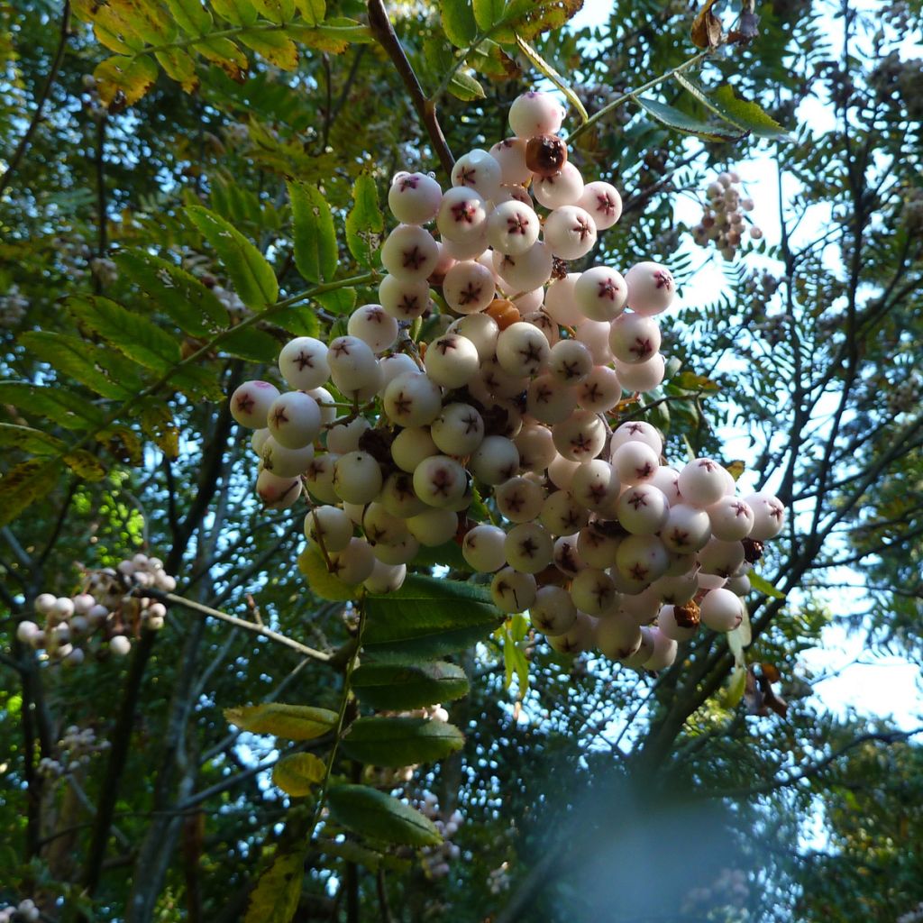 Kaschmir-Eberesche - Sorbus cashmiriana