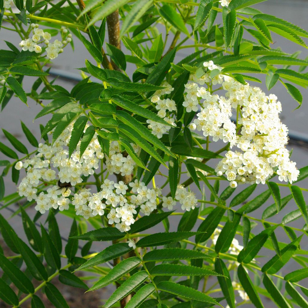 Vogelbeere - Sorbus wilfordii