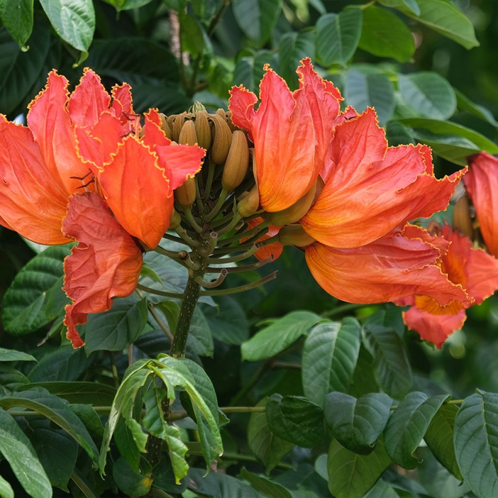 Spathodea campanulata - Afrikanischer Tulpenbaum