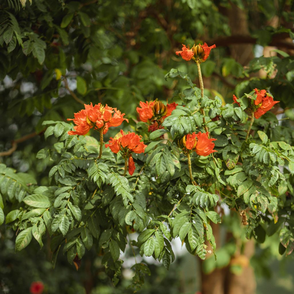 Spathodea campanulata - Afrikanischer Tulpenbaum