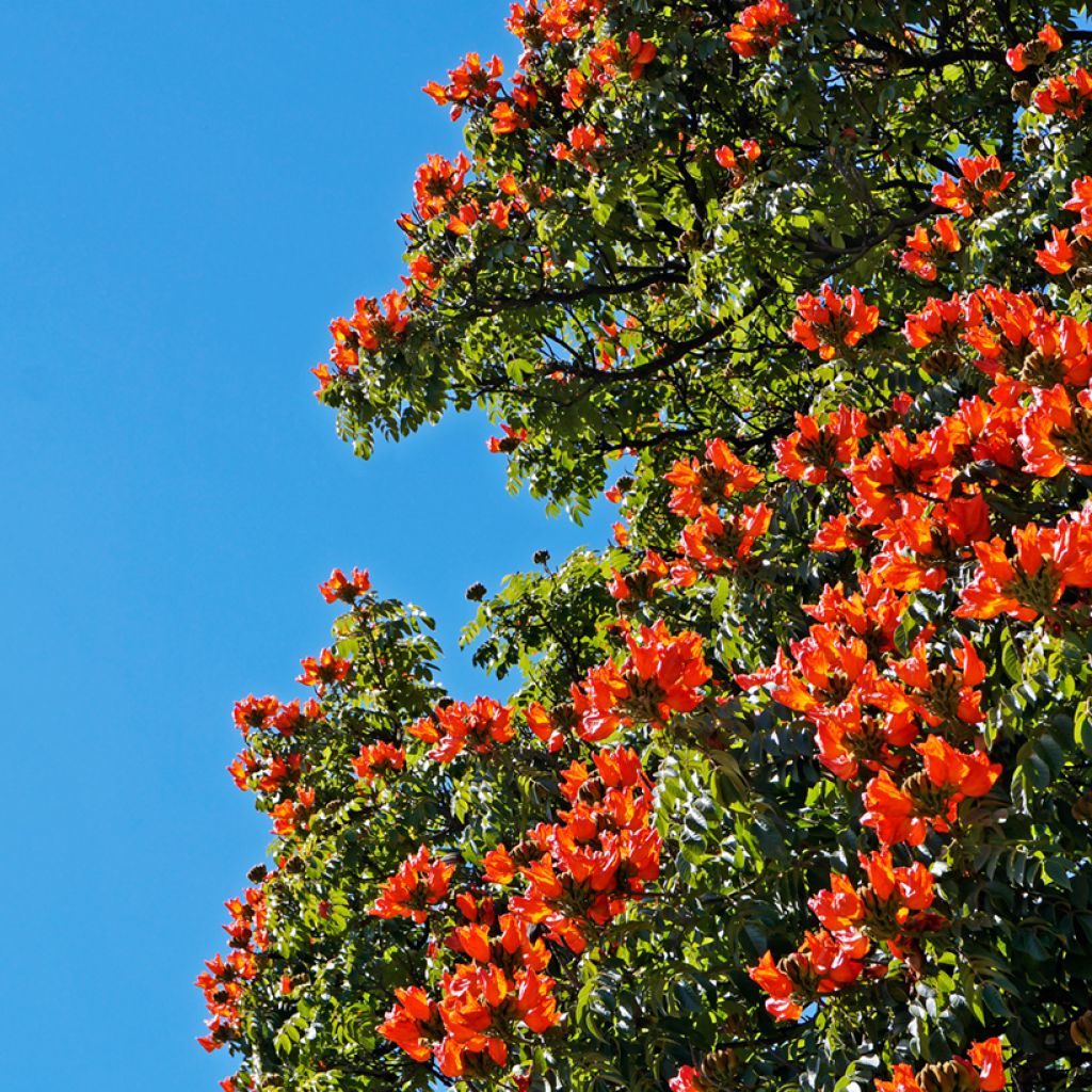 Spathodea campanulata - Afrikanischer Tulpenbaum