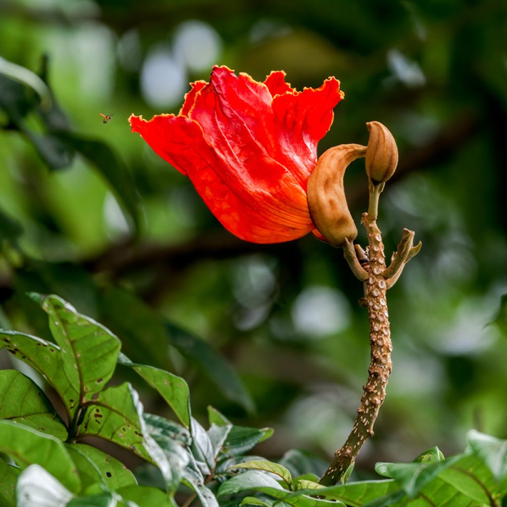 Spathodea campanulata - Afrikanischer Tulpenbaum