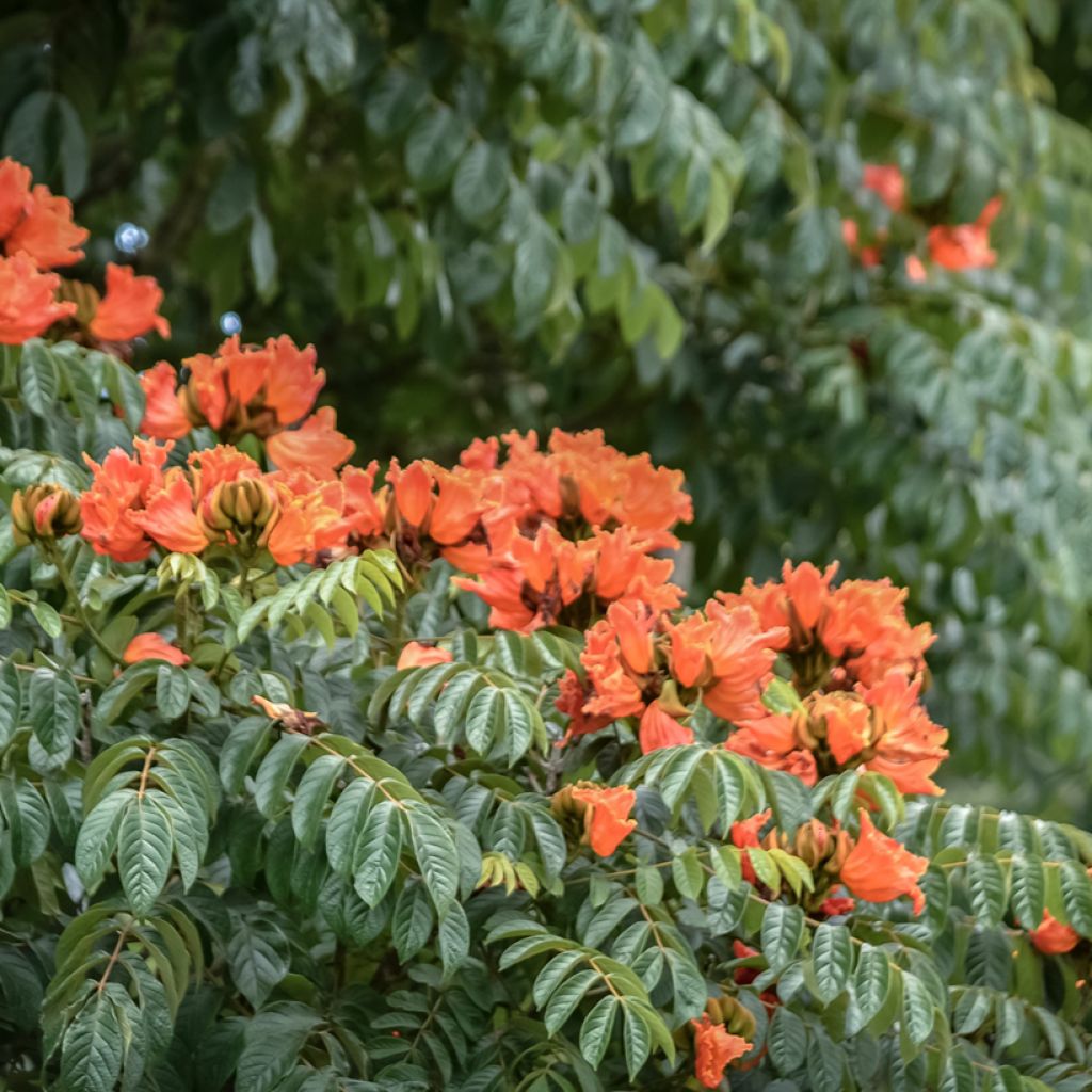 Spathodea campanulata - Afrikanischer Tulpenbaum