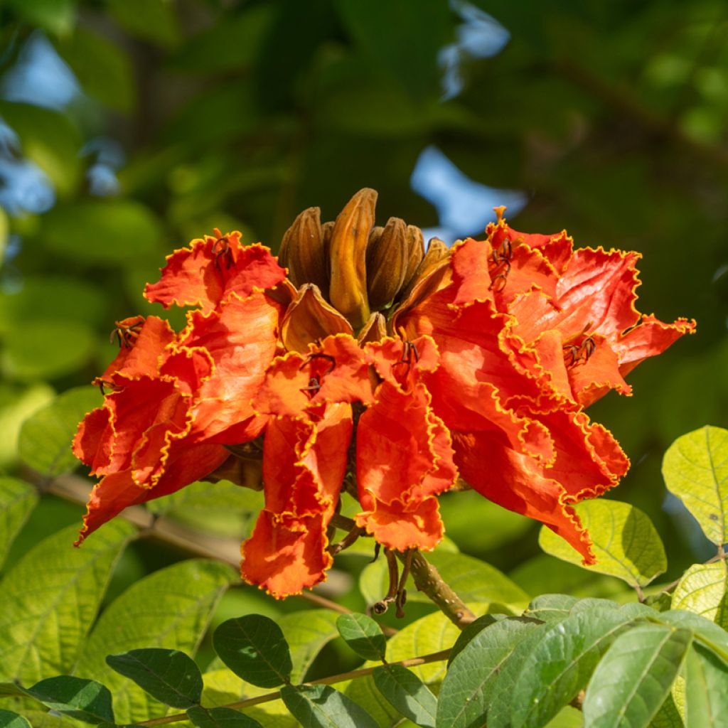 Spathodea campanulata - Afrikanischer Tulpenbaum