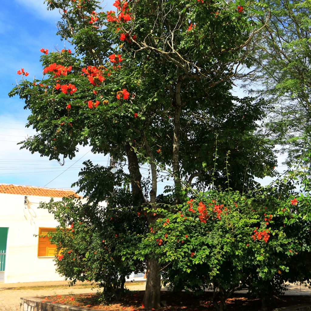 Spathodea campanulata - Afrikanischer Tulpenbaum
