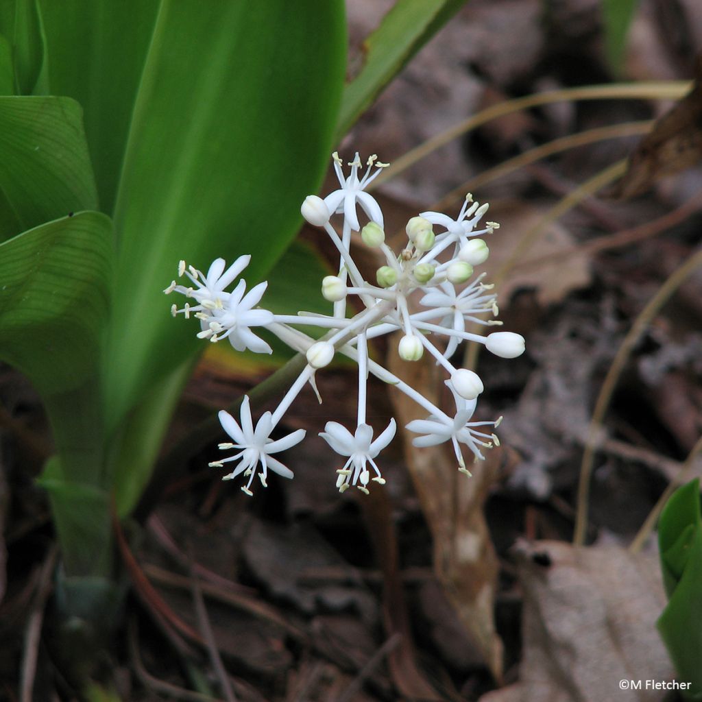 Speirantha convallarioides - Maiglöckchen-Speirantha