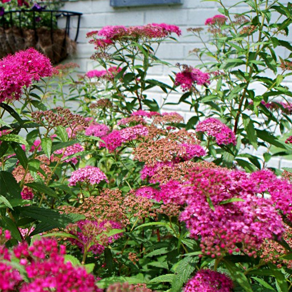 Rote Sommerspiere Anthony Waterer - Spiraea japonica