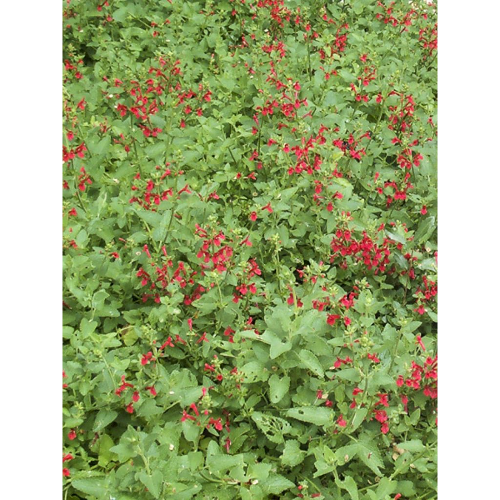 Stachys coccinea - Epiaire rouge