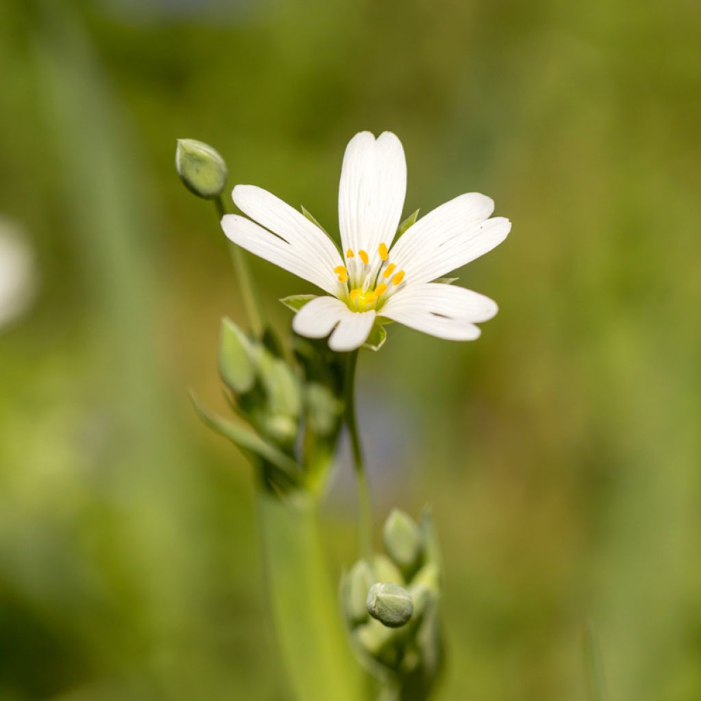 Stellaria holostea - Große Sternmiere