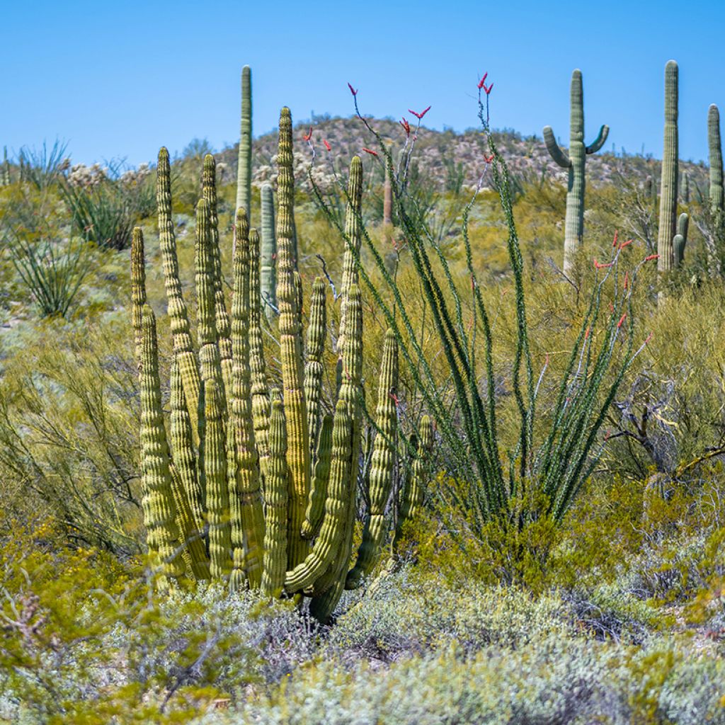 Stenocereus thurberi - Orgelpfeifenkaktus