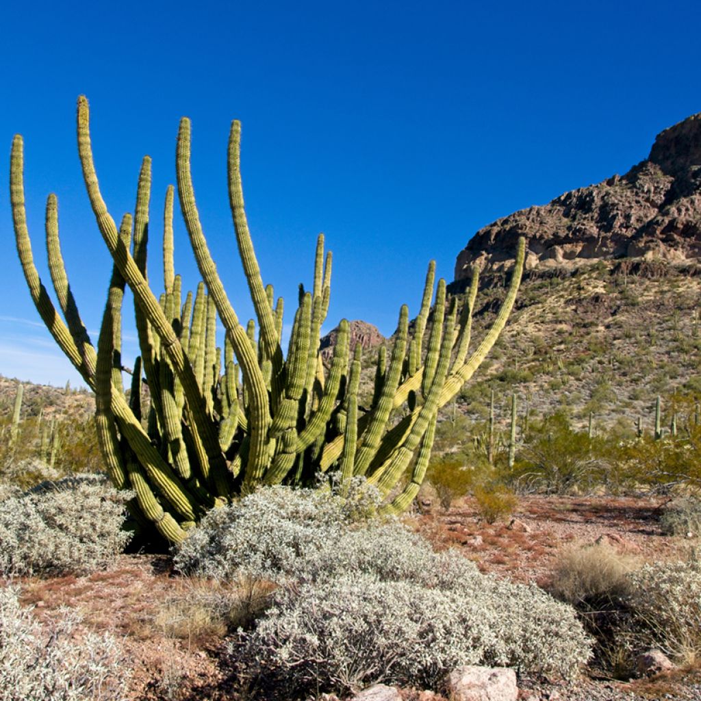 Stenocereus thurberi - Orgelpfeifenkaktus