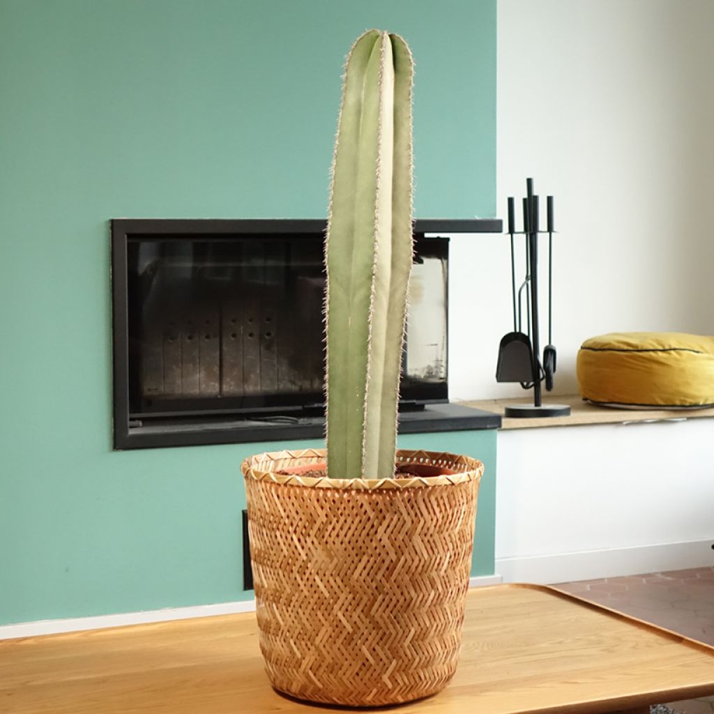 Kaktus - Stenocereus marginatus