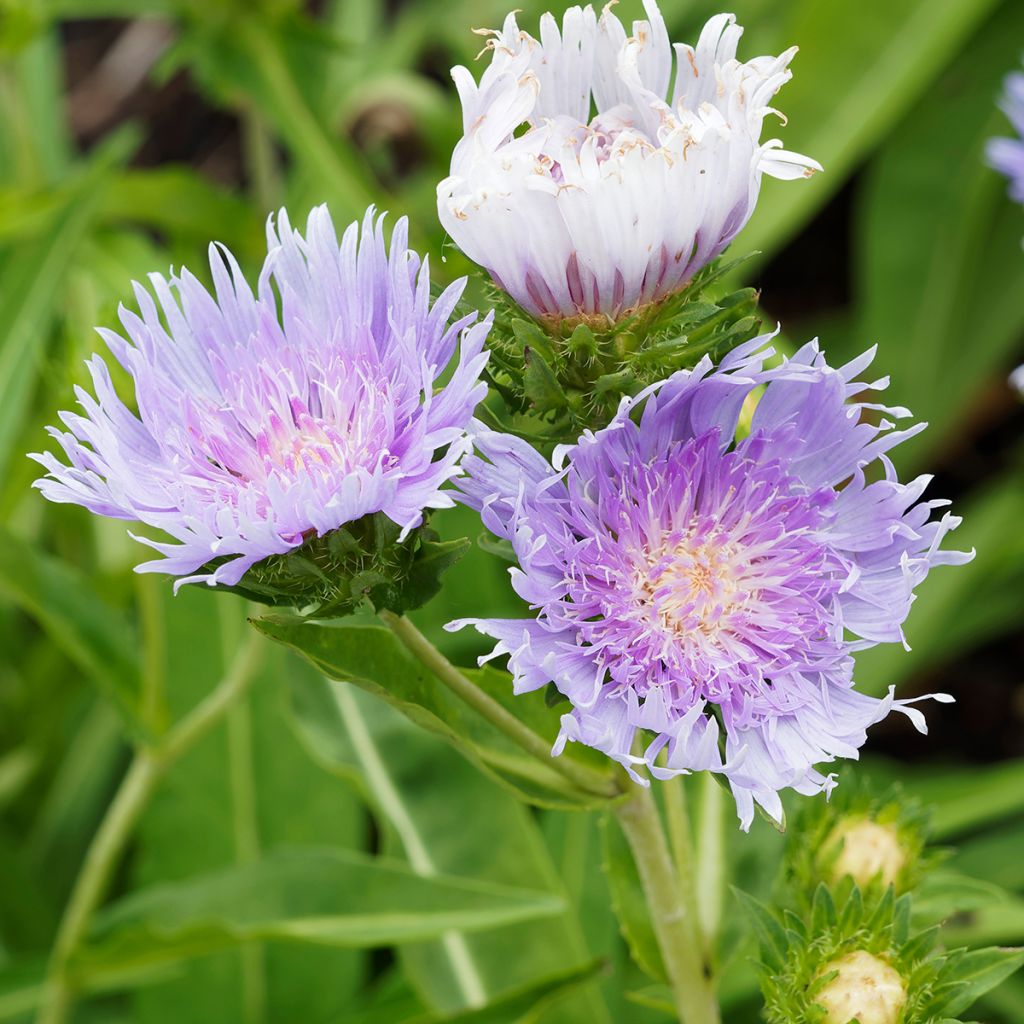Stokesia laevis Blue Star - Kornblumenaster