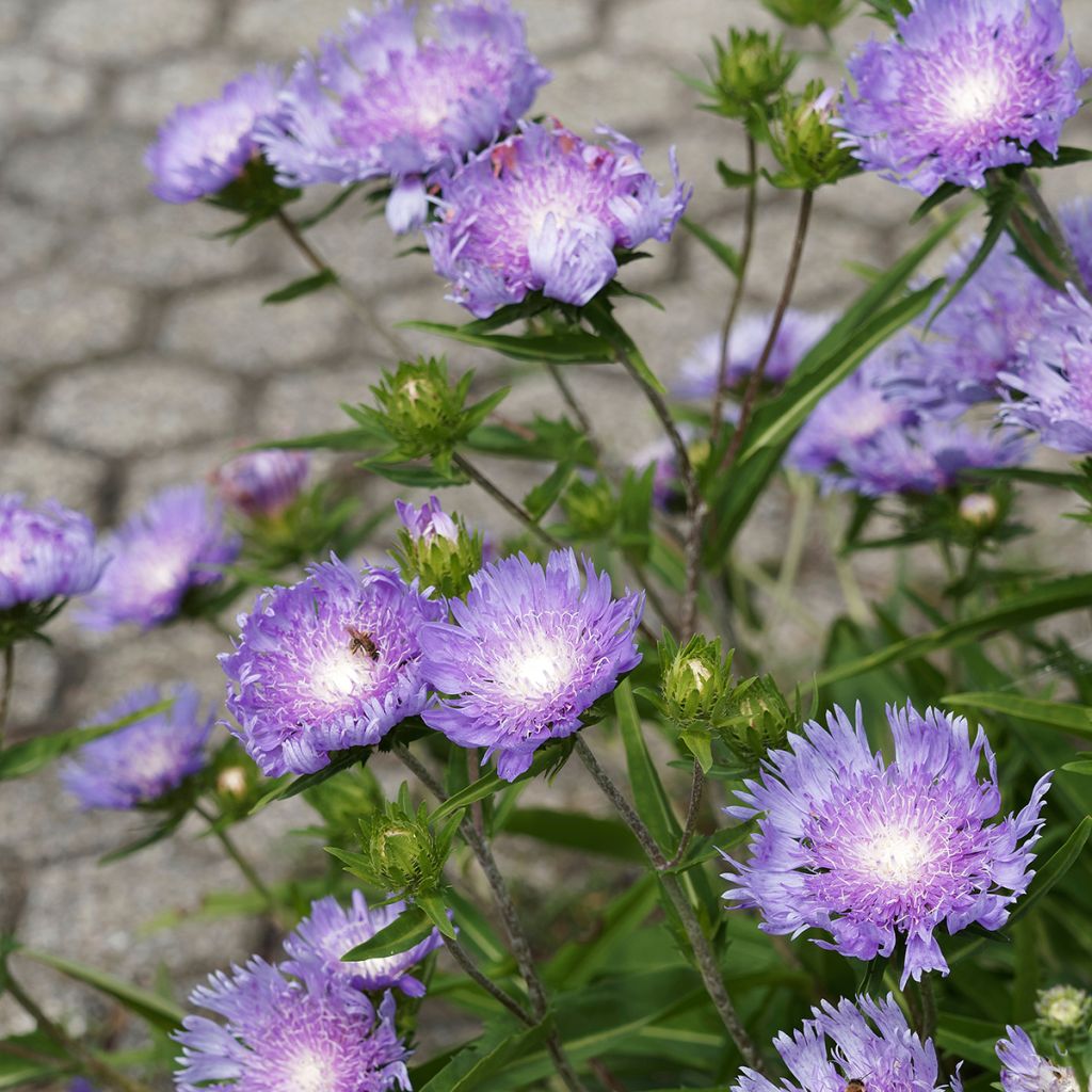 Stokesia laevis Blue Star - Kornblumenaster