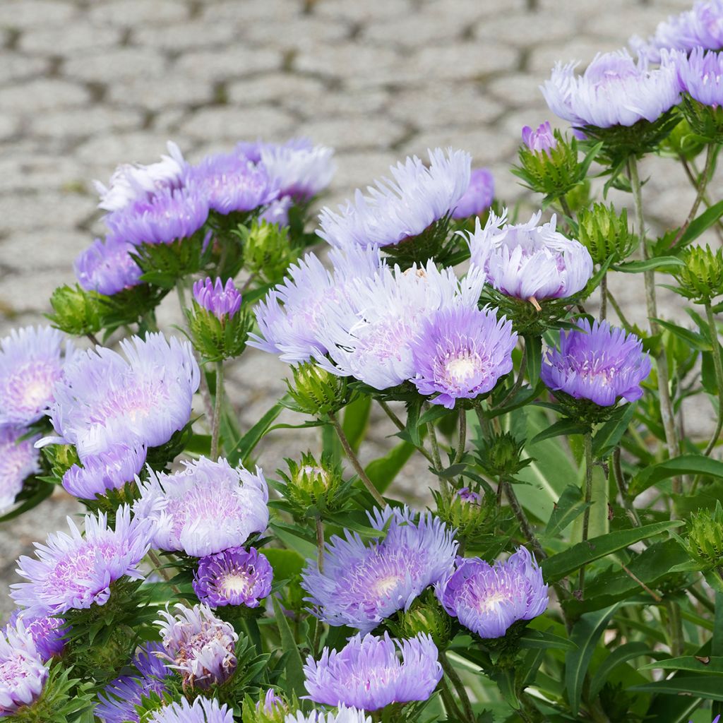 Stokesia laevis Blue Star - Kornblumenaster