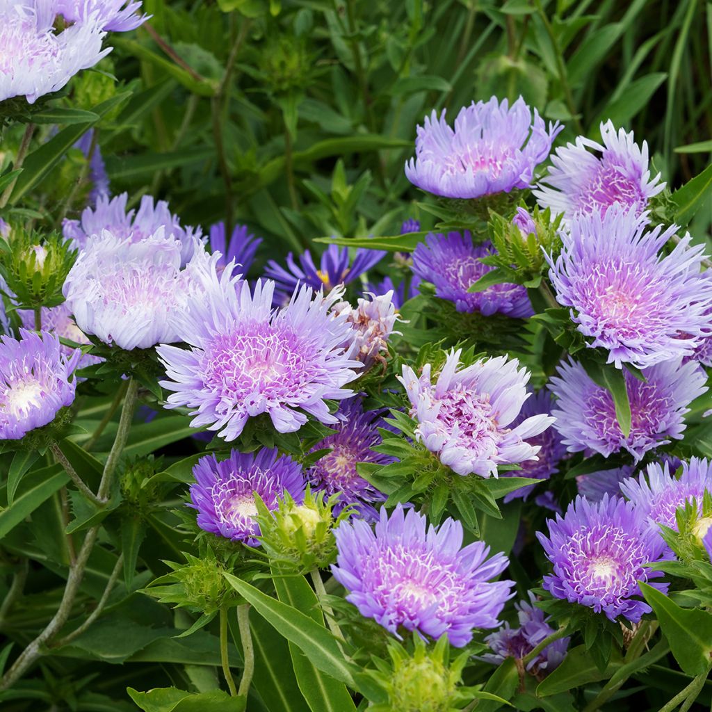 Stokesia laevis Blue Star - Kornblumenaster