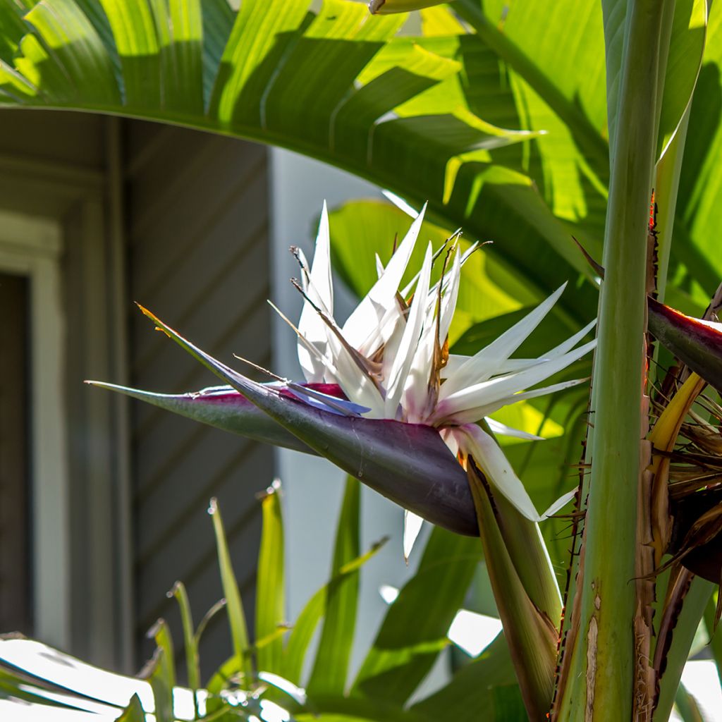 Strelitzia nicolai (samen)