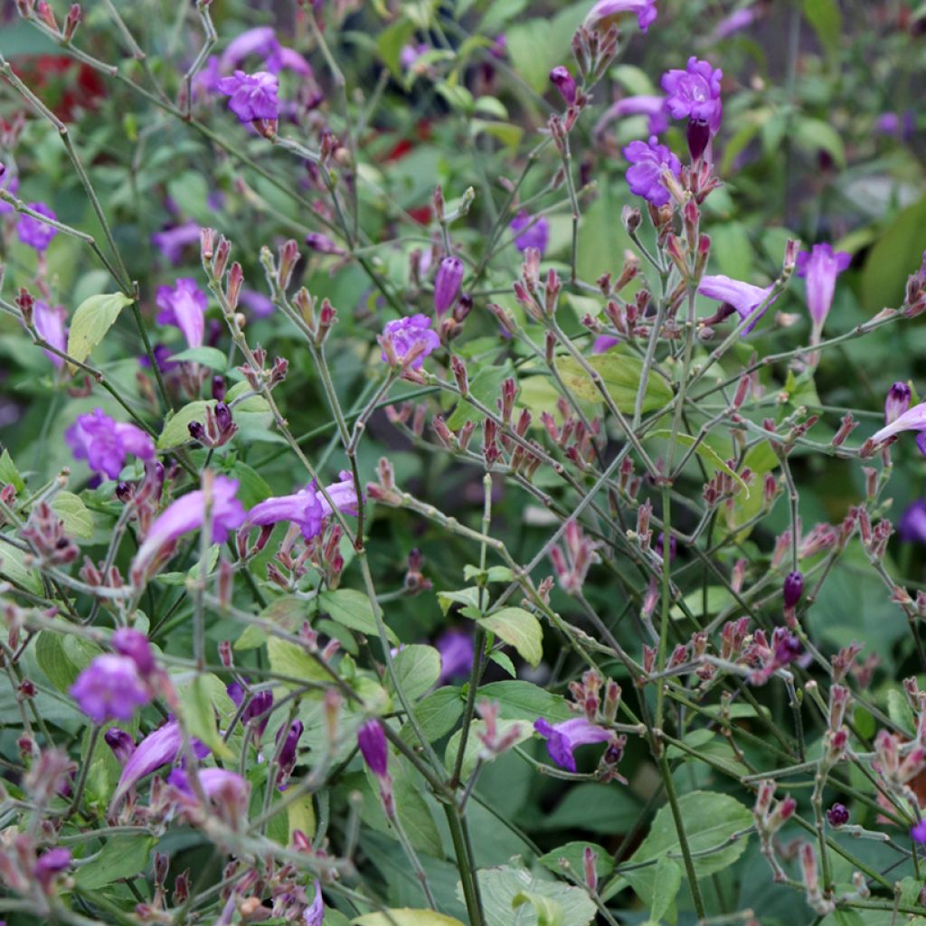 Strobilanthes attenuata Blue Carpet - Zapfenblume