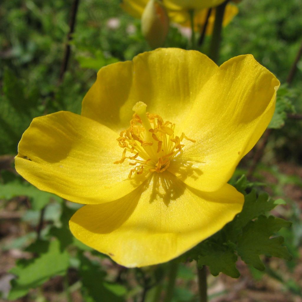 Stylophorum lasiocarpum - Chinesische Schöllkrautmohn