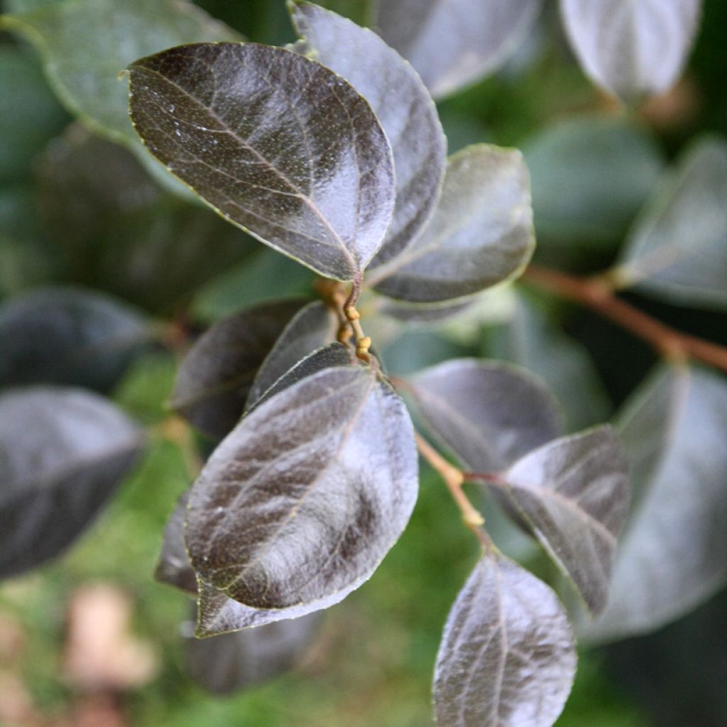 Japanische Storaxbaum Evening Light - Styrax japonica