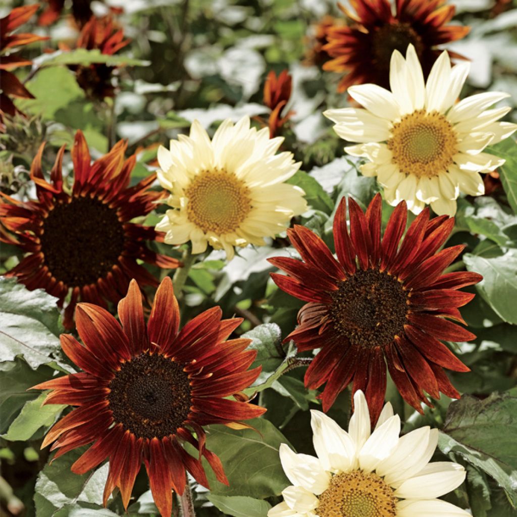 Sonnenblume Sunflower total eclipse (Samen) - Helianthus