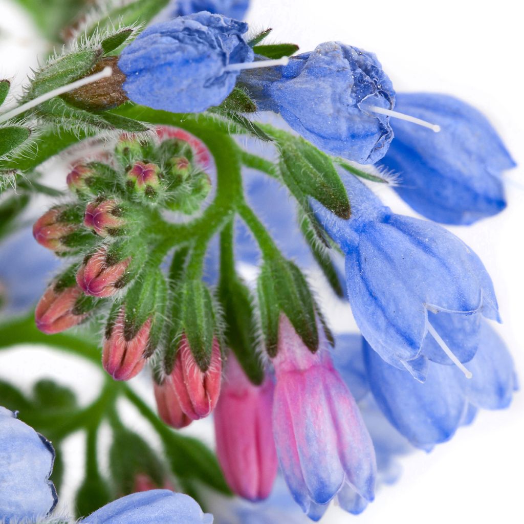 Consoude - Symphitum Bocking 14