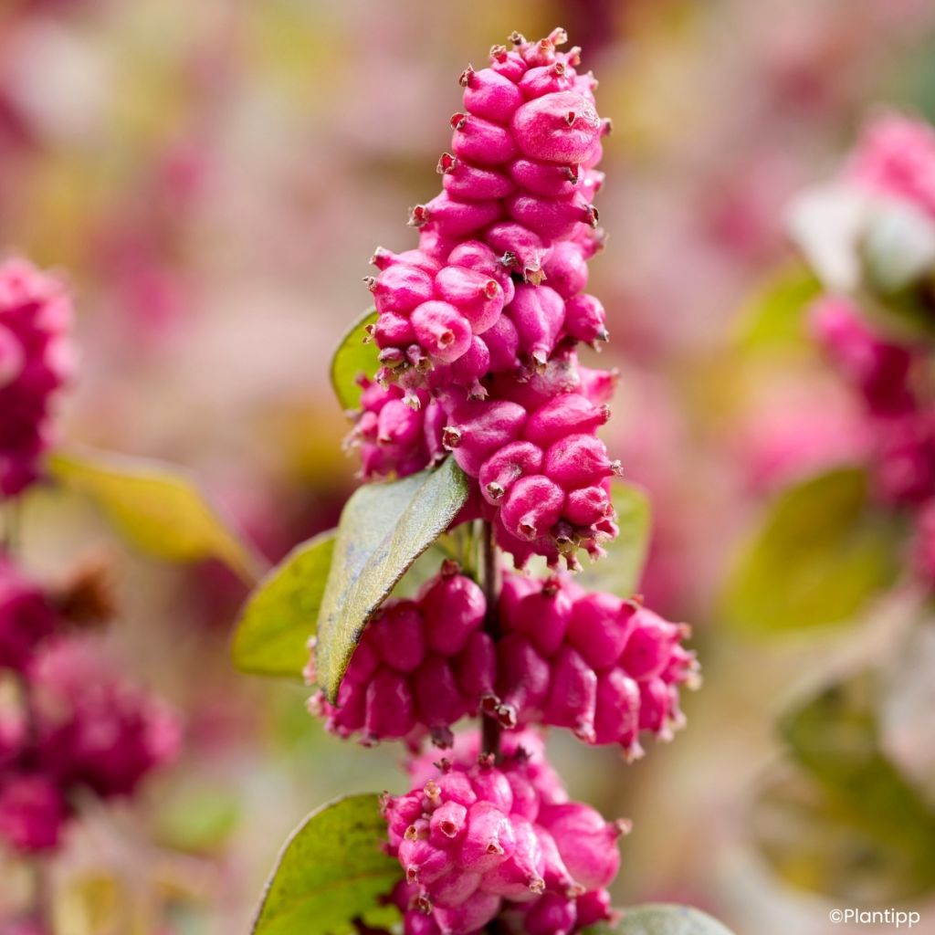 Amethystbeere Little Berry - Symphoricarpos