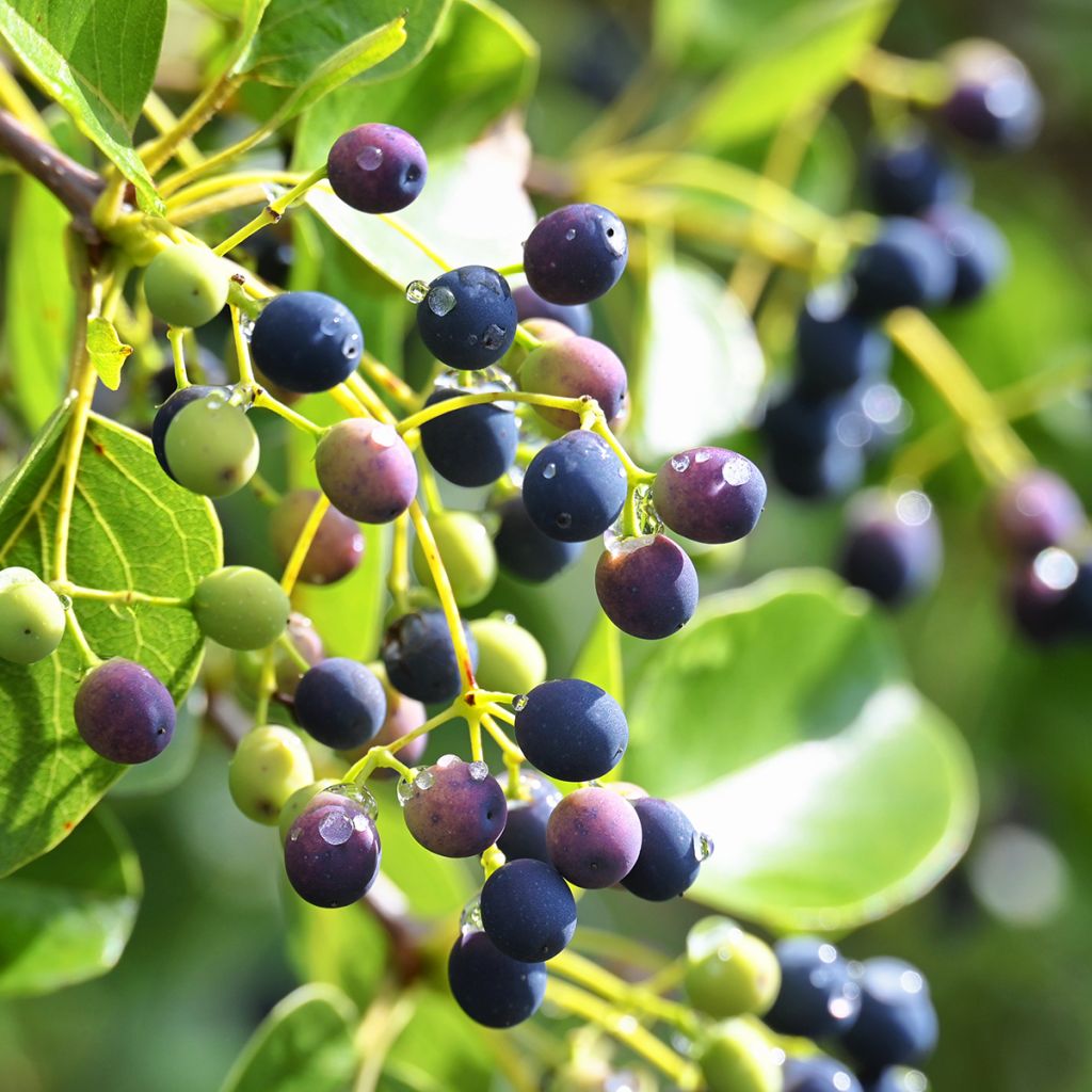 Symplocos paniculata - Rechenblume