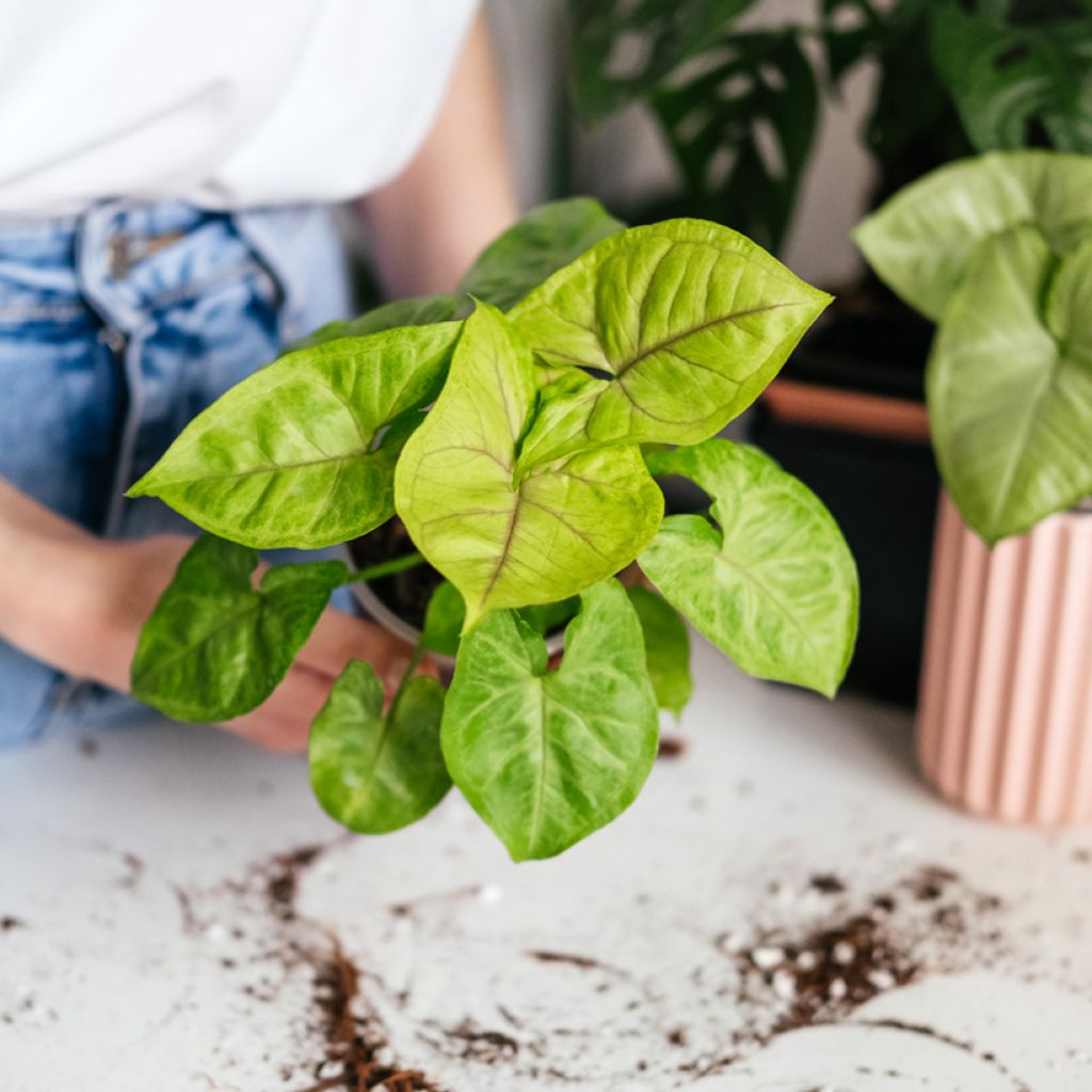 Purpurtute - Syngonium Golden Allusion