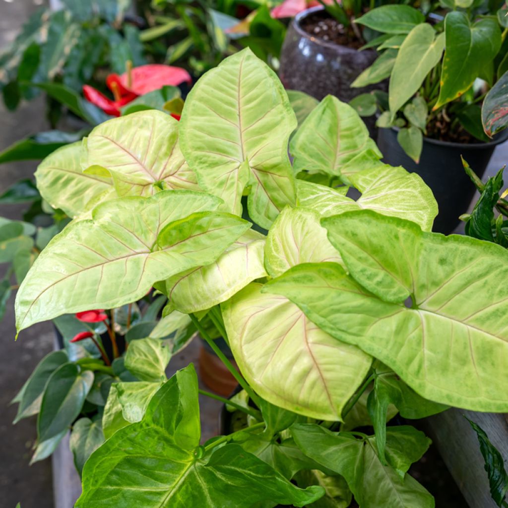 Purpurtute - Syngonium Golden Allusion