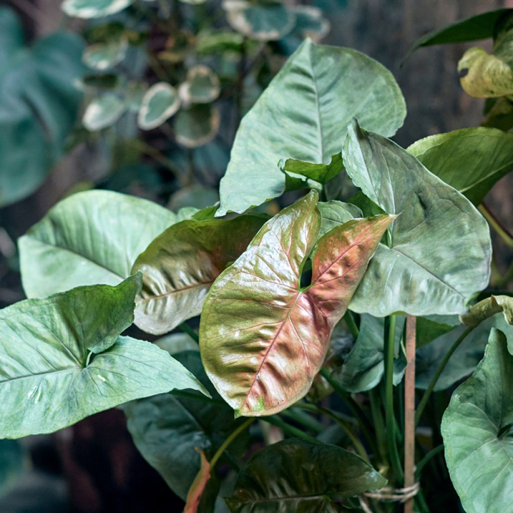 Purpurtute - Syngonium Maria Allusion