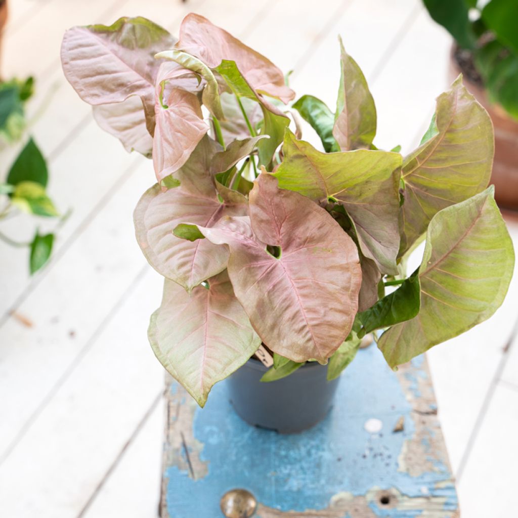 Purpurtute - Syngonium Neon Robusta