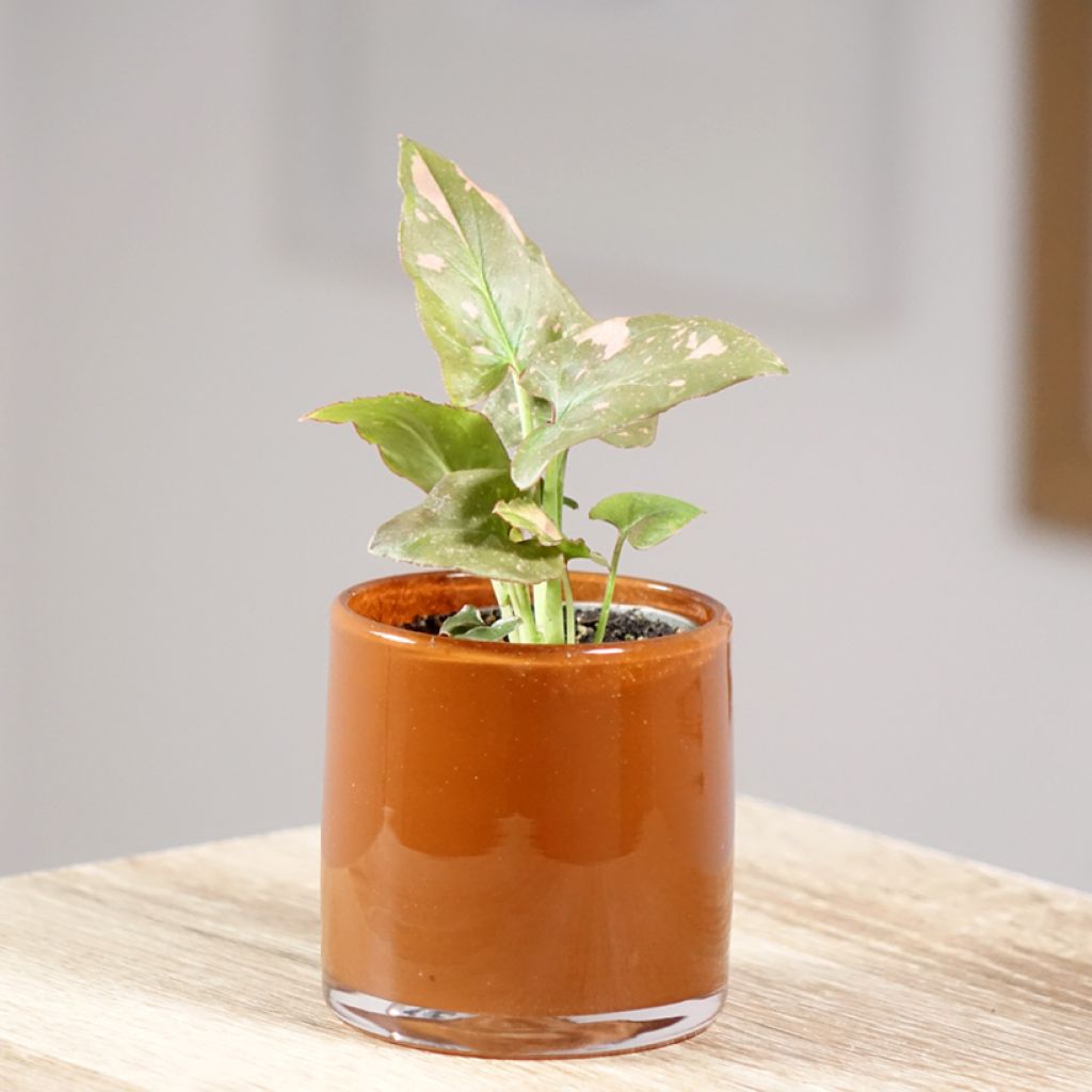 Purpurtute - Syngonium Pink Splash