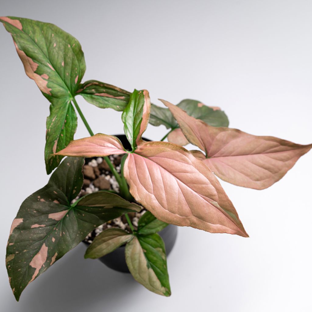 Purpurtute - Syngonium Pink Splash