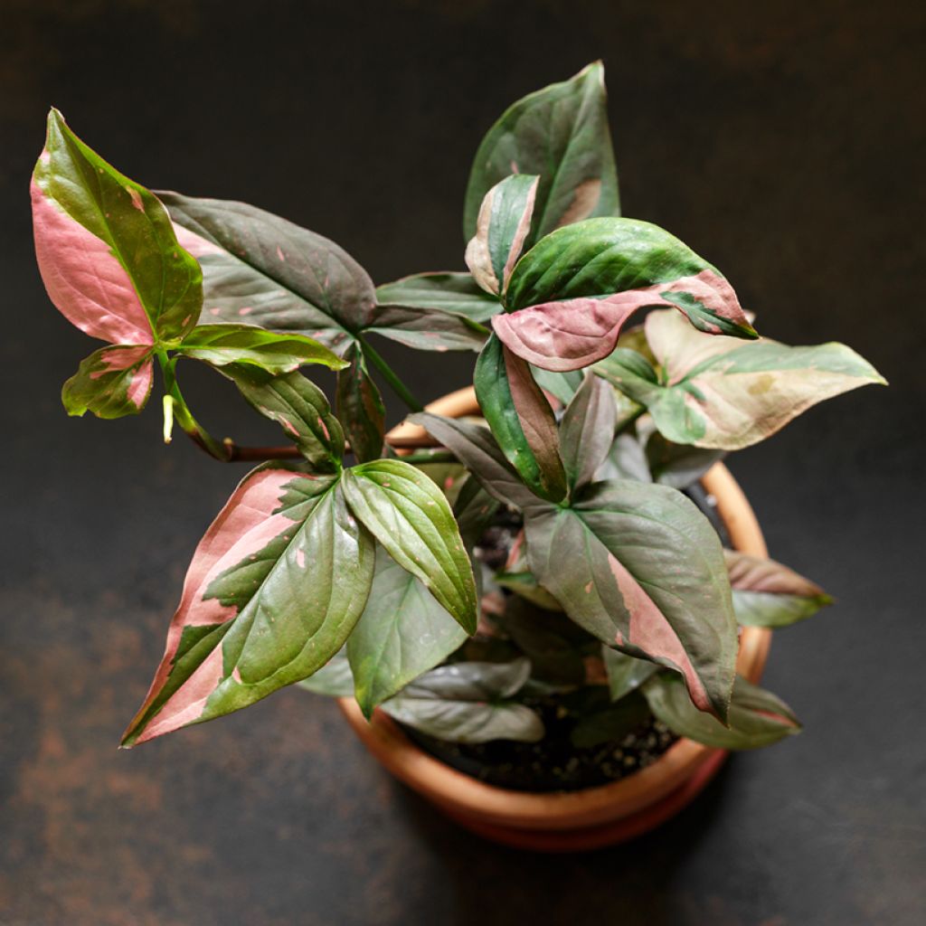 Purpurtute - Syngonium Pink Splash