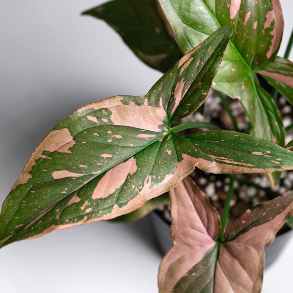 Purpurtute - Syngonium Pink Splash