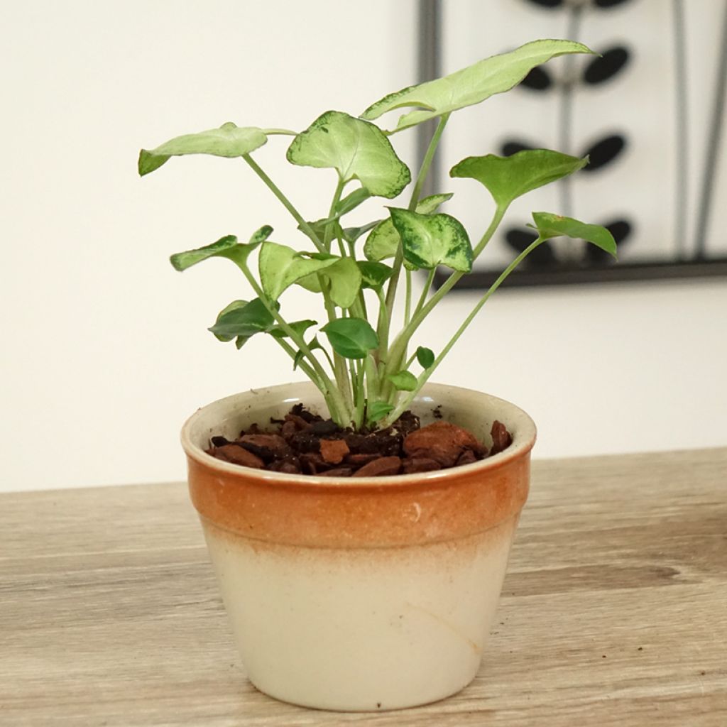 Purpurtute - Syngonium Snow White - Patte d'oie