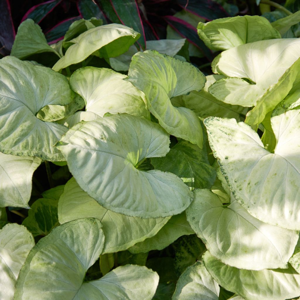 Purpurtute - Syngonium Snow White - Patte d'oie