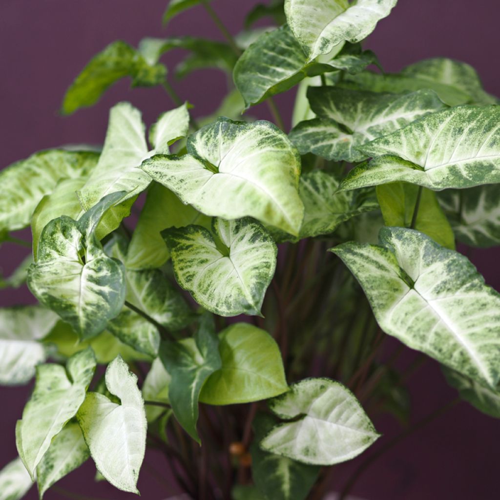 Purpurtute - Syngonium Snow White - Patte d'oie