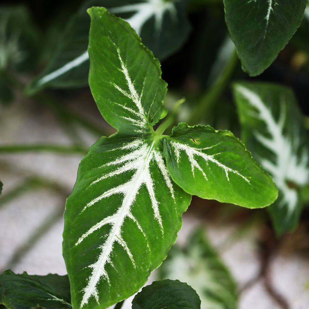 Syngonium wendlandii - Purpurtute