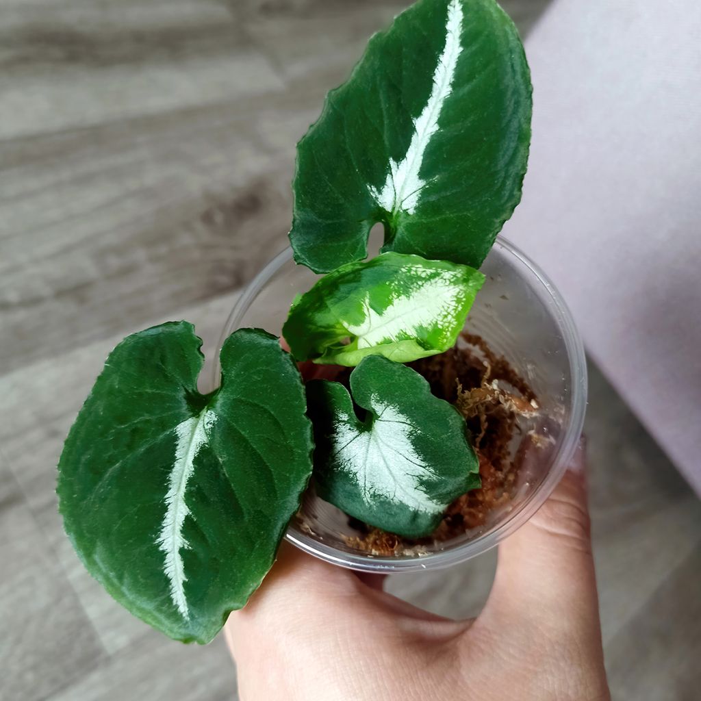 Syngonium wendlandii - Purpurtute