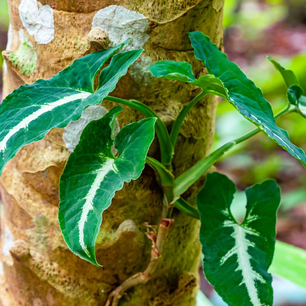 Syngonium wendlandii - Purpurtute