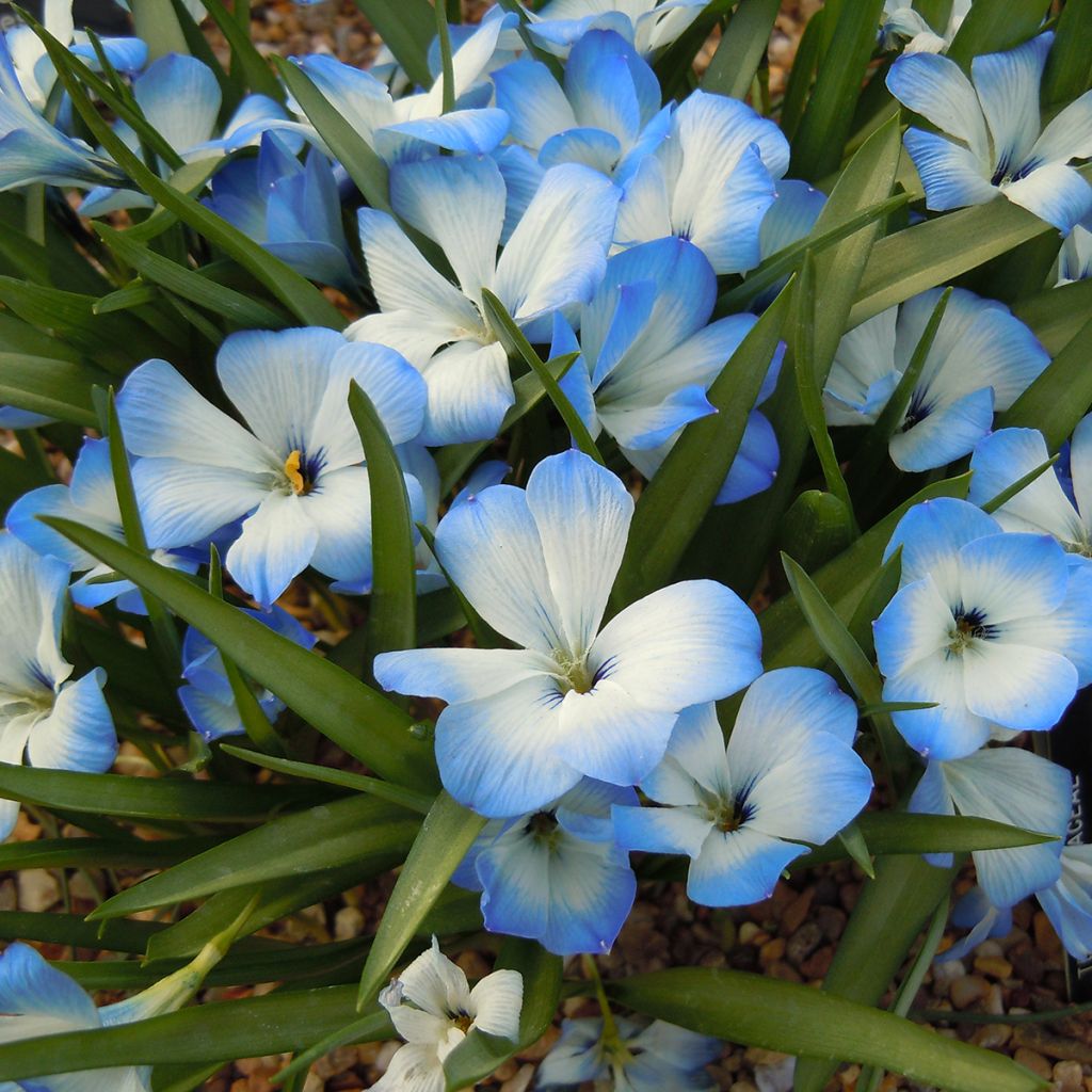 Tecophilaea cyanocrocus var. leichtlinii - Enziankrokus