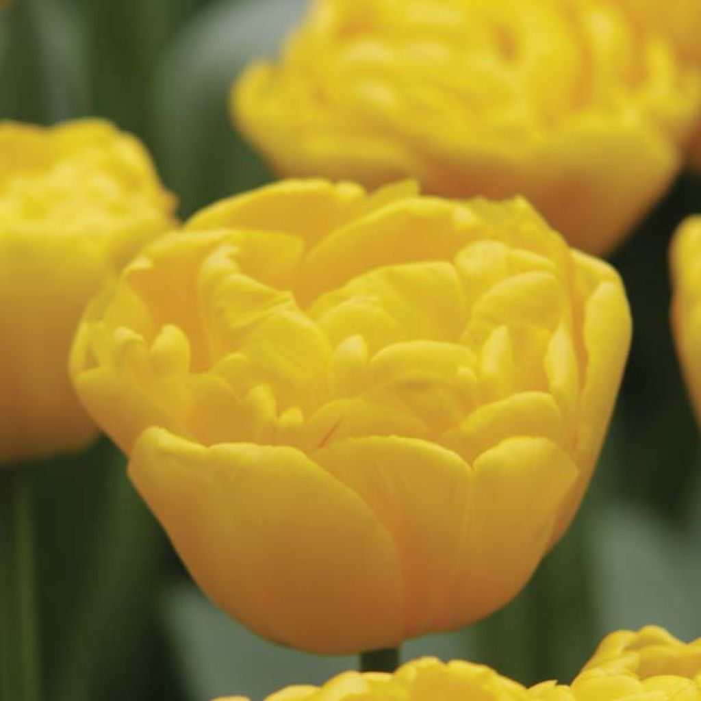Späte Gefüllte Tulpe Gold Fever