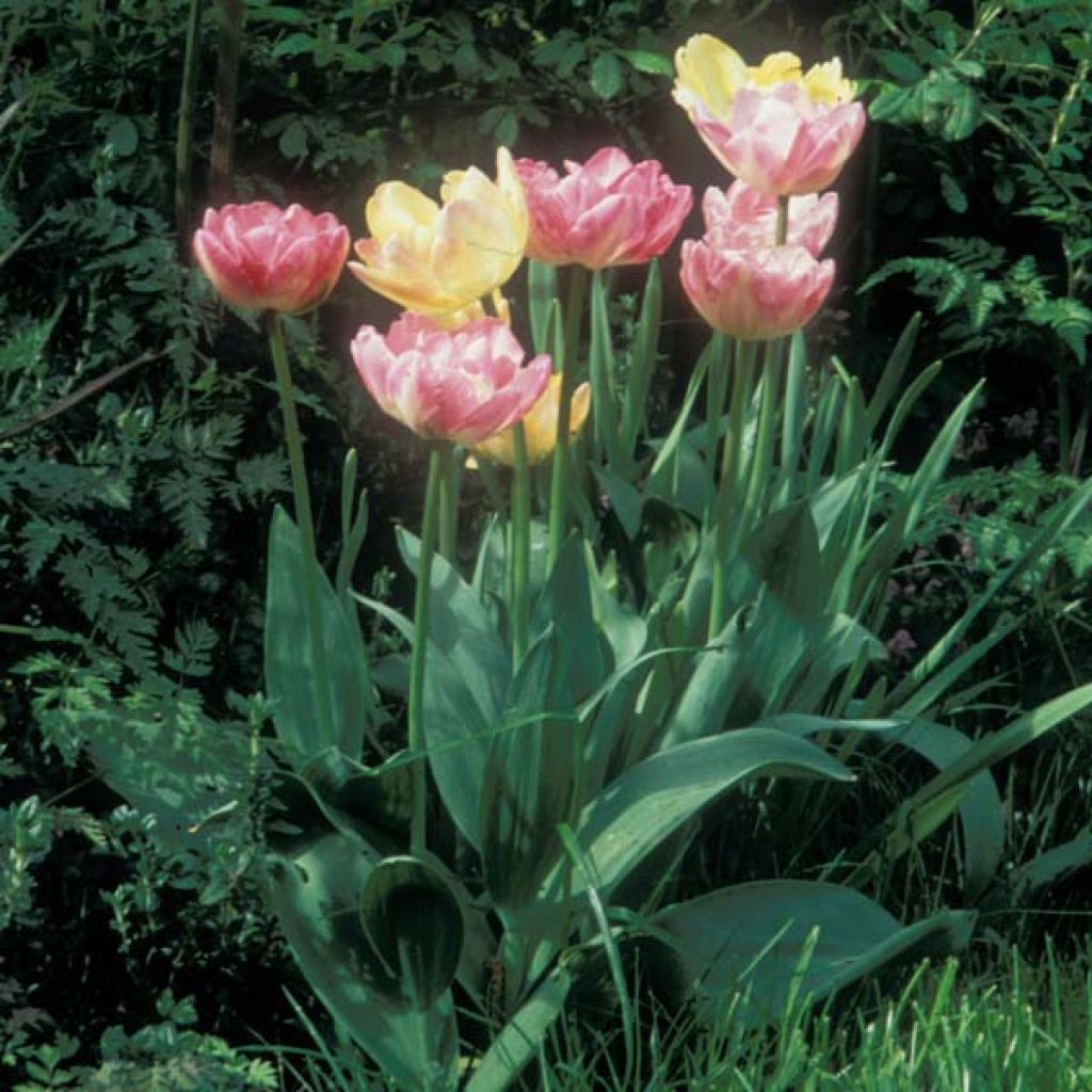 Späte doppelte Tulpe 'Crème Up Star'